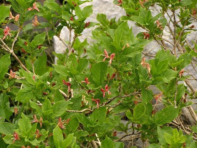 Lonicera alpigena