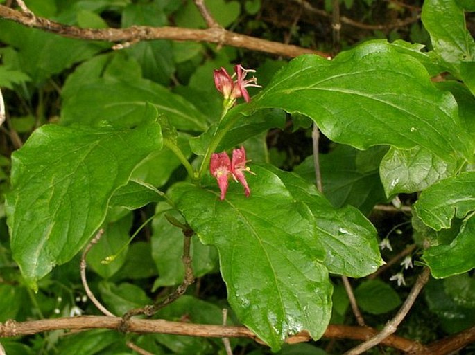 Lonicera alpigena