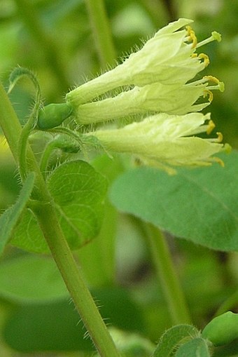 Lonicera caerulea