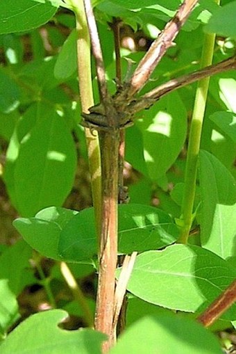 Lonicera caerulea