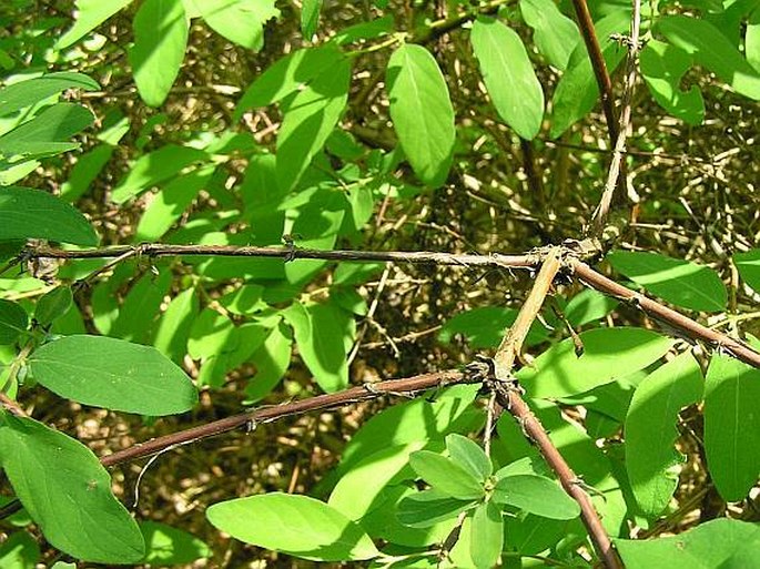 Lonicera caerulea