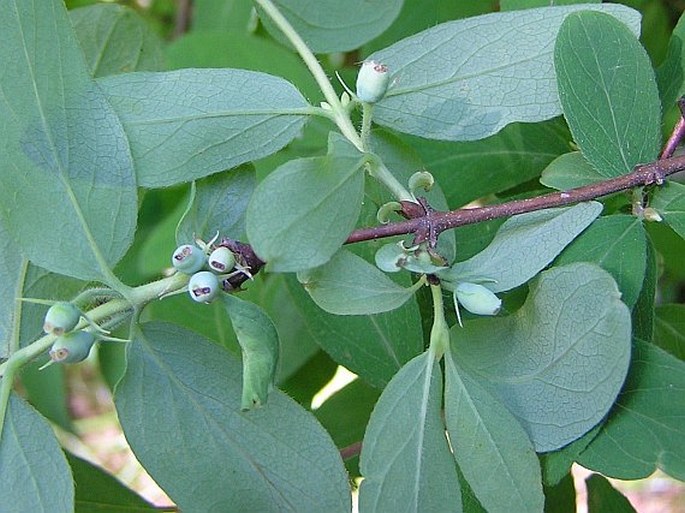 Lonicera caerulea