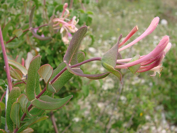 Lonicera implexa