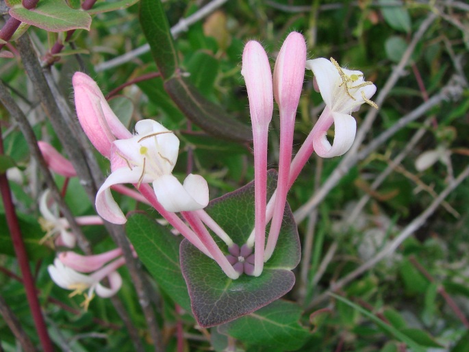 Lonicera implexa