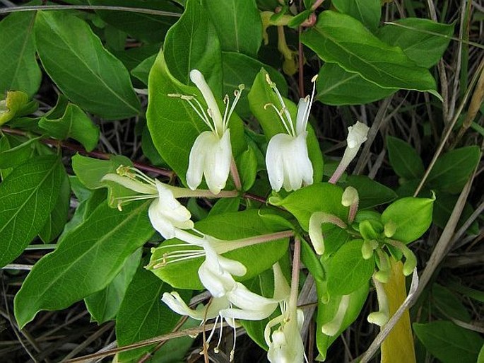 Lonicera japonica