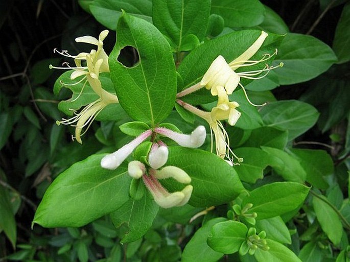 Lonicera japonica