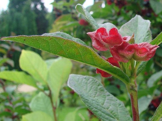 Lonicera ledebourii