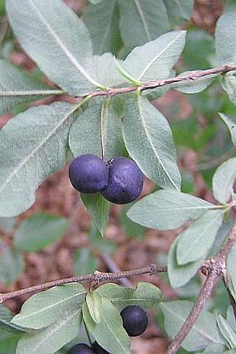 Lonicera nigra