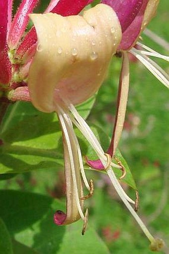 Lonicera periclymenum