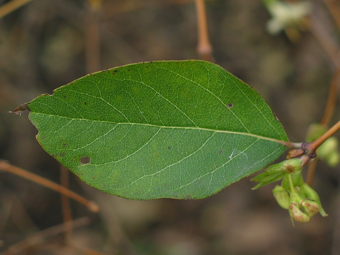 Lonicera ×purpusii