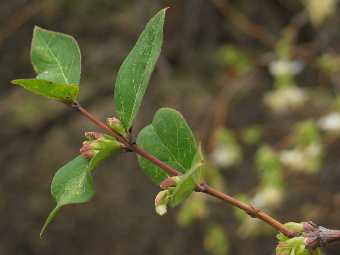 Lonicera ×purpusii