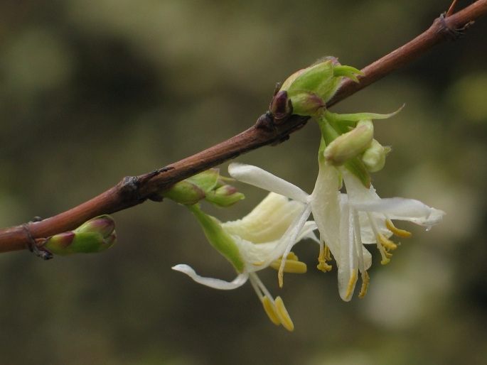 Lonicera ×purpusii