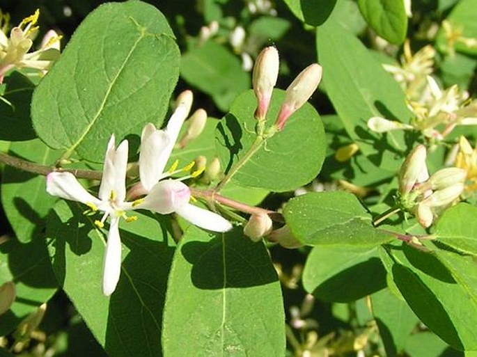 Lonicera tatarica