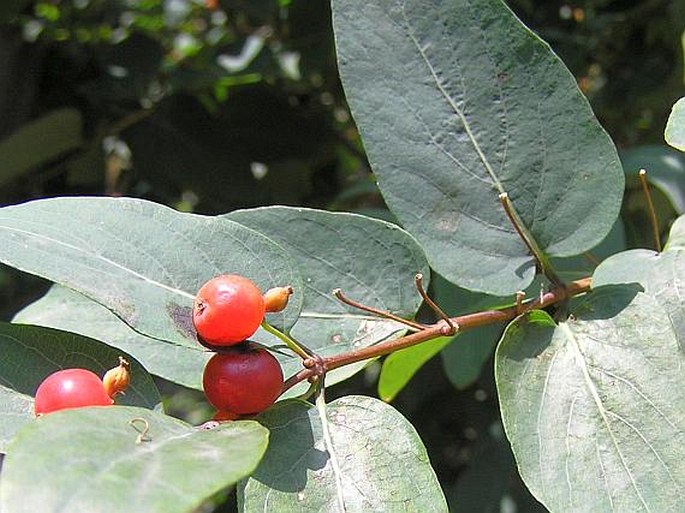 Lonicera tatarica