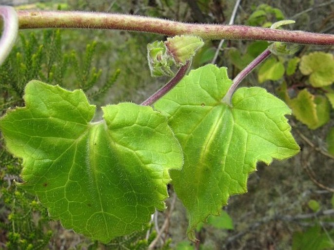 Lophospermum erubescens