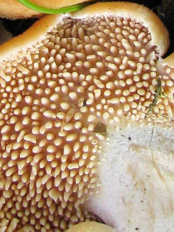 Hydnum rufescens