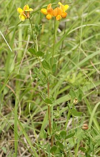 Lotus corniculatus