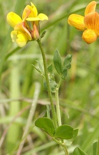 Lotus corniculatus