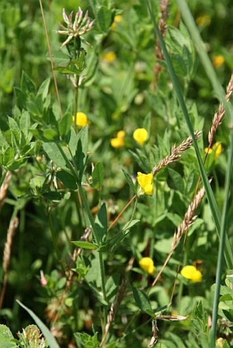 Lotus angustissimus