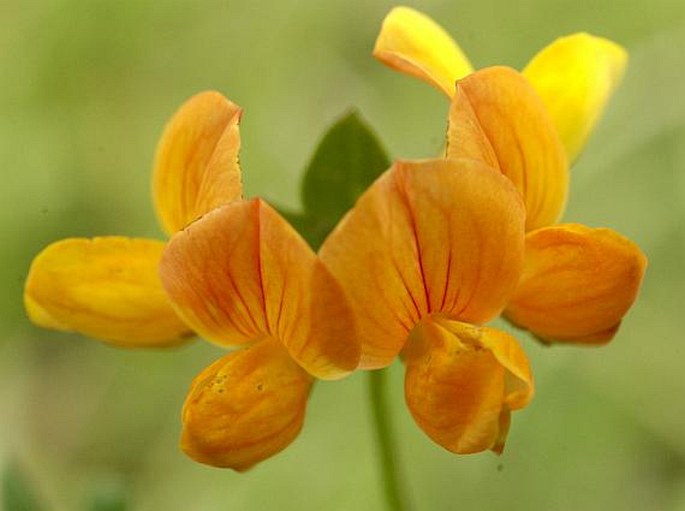 Lotus corniculatus