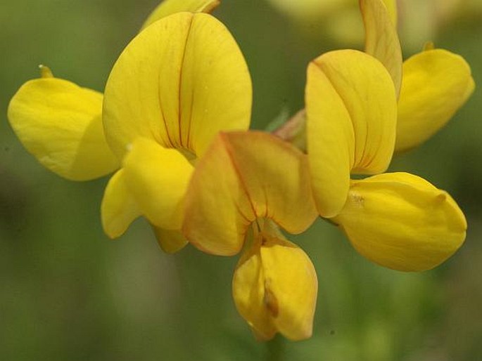 LOTUS CORNICULATUS L. - štírovník růžkatý / ľadenec rožkatý