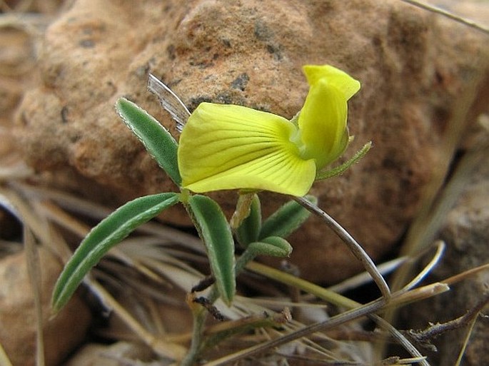 Lotus ononopsis