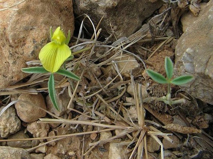 Lotus ononopsis