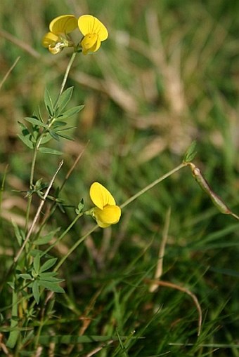 Lotus tenuis