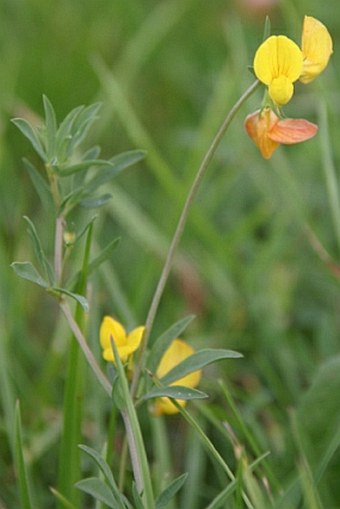 Lotus tenuis