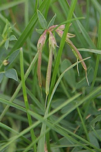 Lotus tenuis