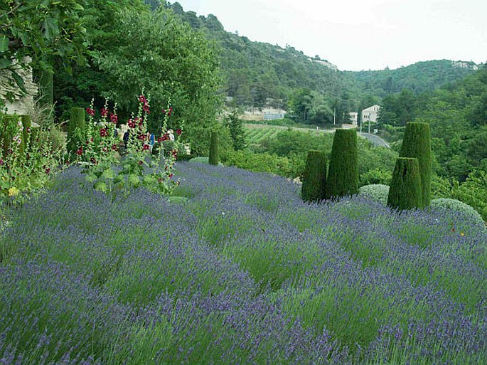 La Louve, Bonnieux