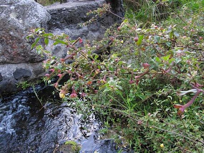 Ludwigia octovalvis