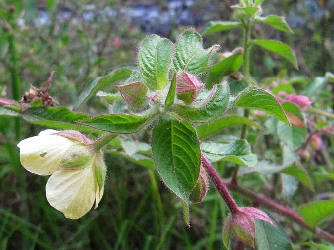 Ludwigia octovalvis