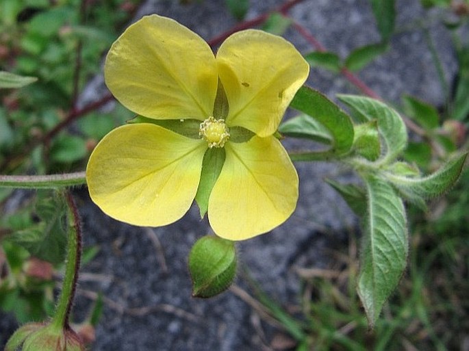 Ludwigia octovalvis