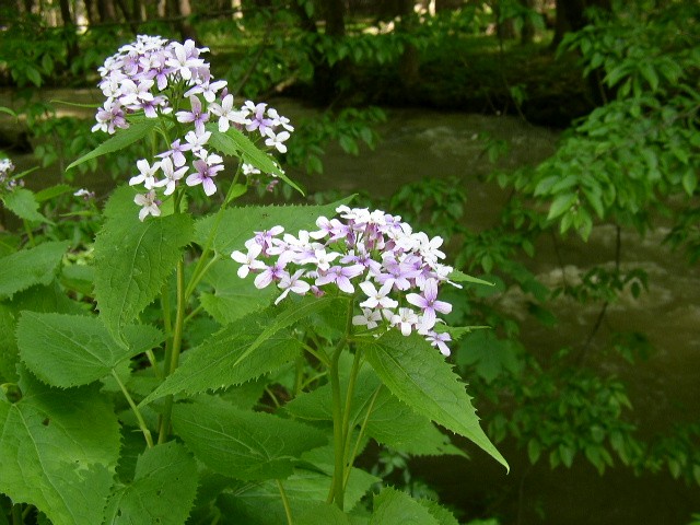 Lunaria rediviva