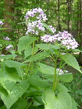 Lunaria rediviva