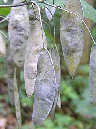 Lunaria rediviva