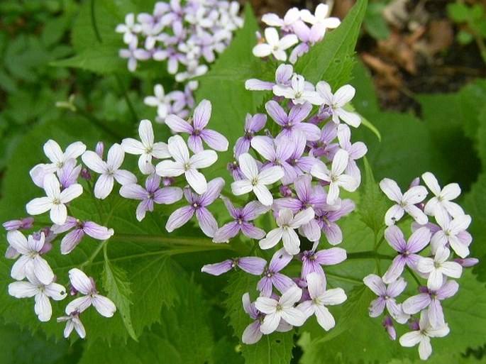 Lunaria rediviva