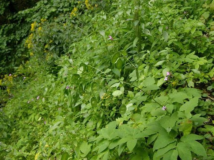 Lunaria telekiana