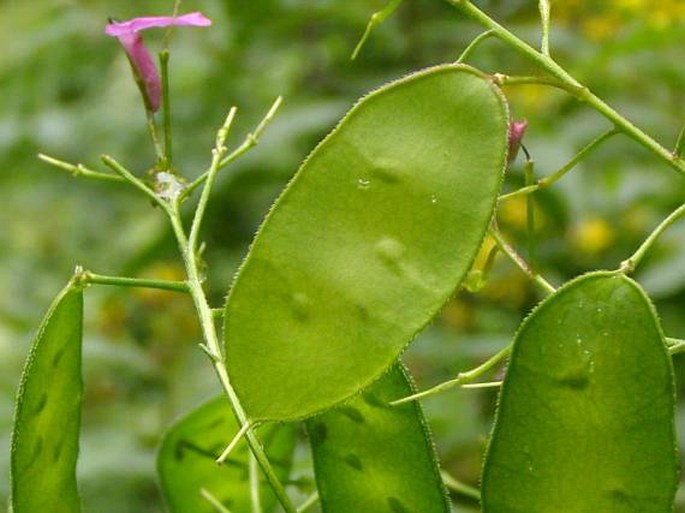 Lunaria telekiana