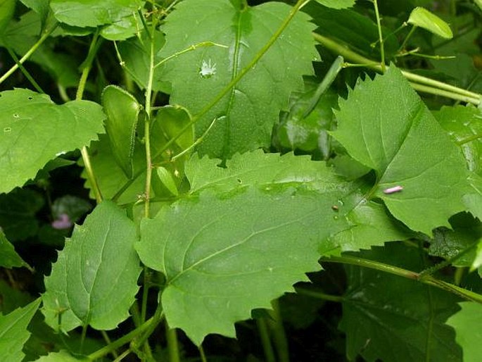 Lunaria telekiana