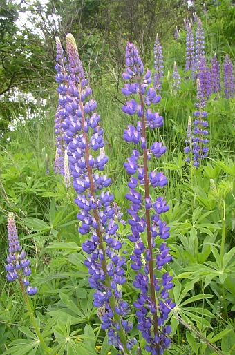 Lupinus polyphyllus