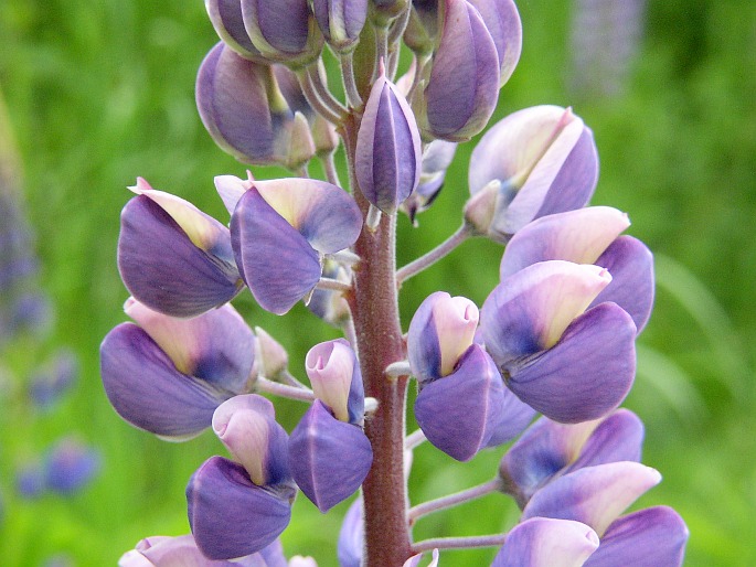 Lupinus polyphyllus