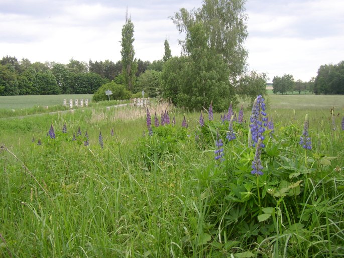 Lupinus polyphyllus