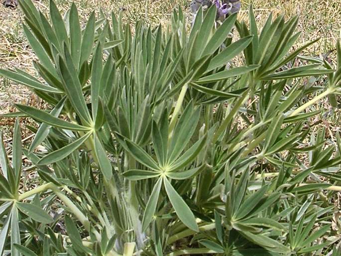 Lupinus weberbaueri