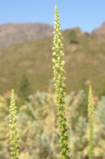 Reseda luteola