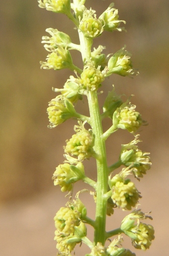 Reseda luteola