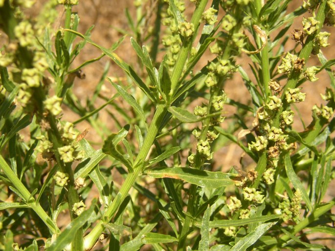 Reseda luteola