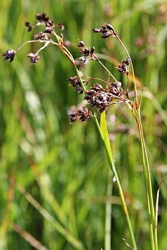 Luzula alpinopilosa subsp. obscura