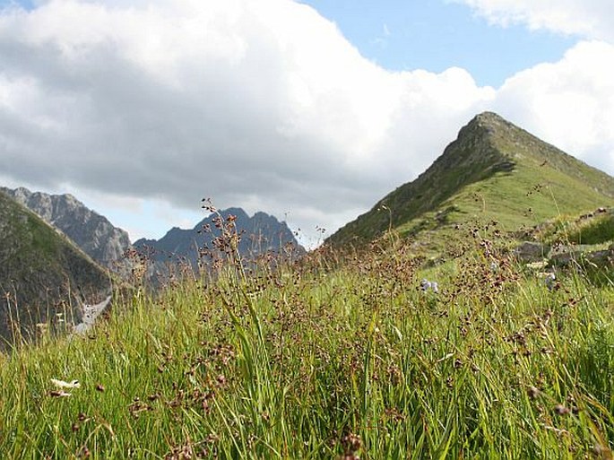 Luzula alpinopilosa subsp. obscura